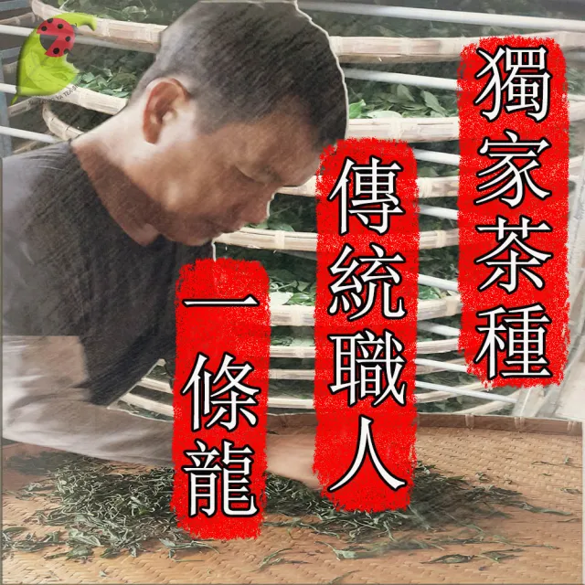 【龍源茶品】梨山特選手採高冷青烏龍茶葉150gx16罐(共4斤;生青茶;無焙火;微發酵;型錄品)