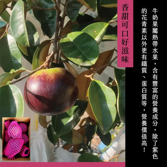 【e果園】牛奶果4號果-中果4台斤/盒x2盒(4斤約10~12入/盒x2盒)