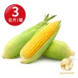 【盛花園蔬果】嘉義金蜜品種甜玉米(3公斤/箱)