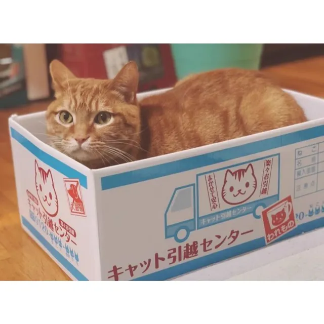【寵倍彼】日式貓咪紙箱 貓抓板 貓窩(貓床 寵物窩 貓抓板 磨爪)