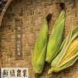 【鮮綠農業】雲林黃金甜玉米-10斤/箱(產地直送)