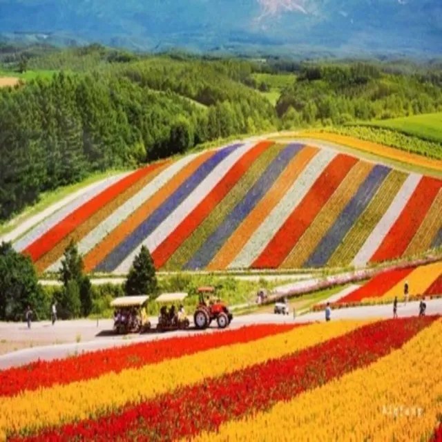 【吉航旅遊】北海道富良野洞爺湖花火節函館山纜車三大蟹吃到飽六日-星宇航空