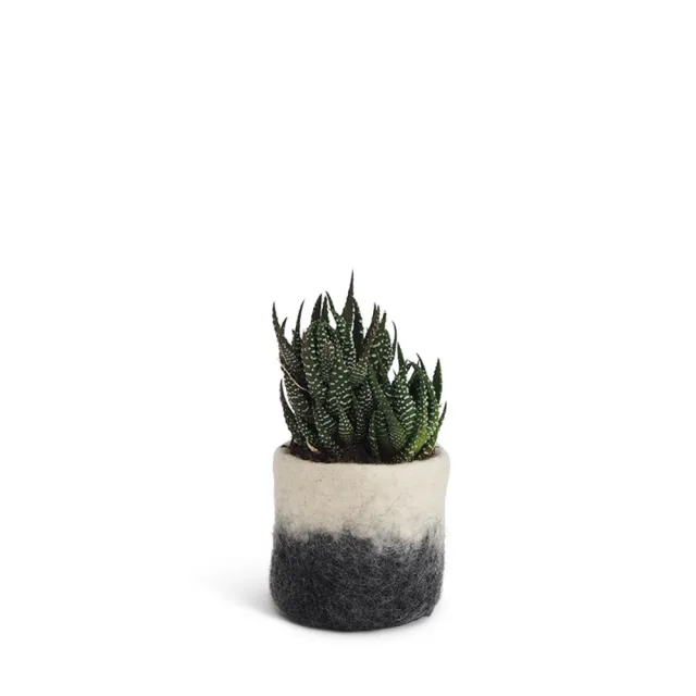 【CNFlower 西恩】Aveva Design瑞典羊毛氈 FLOWER POT 18羊毛氈漸層容器-小(家飾品/容器/盆器/盆栽/花器)