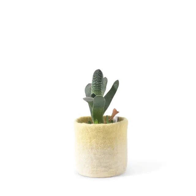 【CNFlower 西恩】Aveva Design瑞典羊毛氈 FLOWER POT 18羊毛氈漸層容器-小(家飾品/容器/盆器/盆栽/花器)