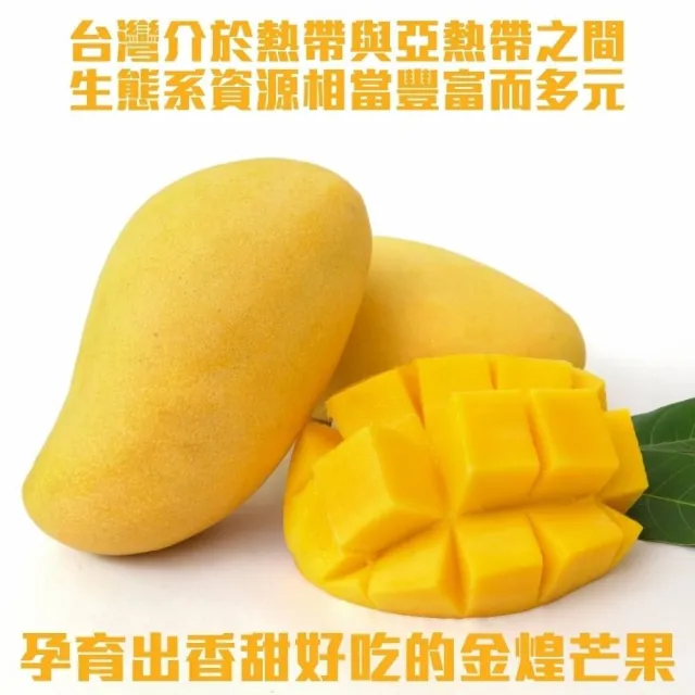 【WANG 蔬果】超大巨無霸XXL金煌芒果3-5顆x2箱(5斤/箱)