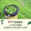 【台灣農林】2024頂級茶葉禮盒 無毒自然農法芯芽 母親節禮盒(20gx5罐+30gx1罐/盒)