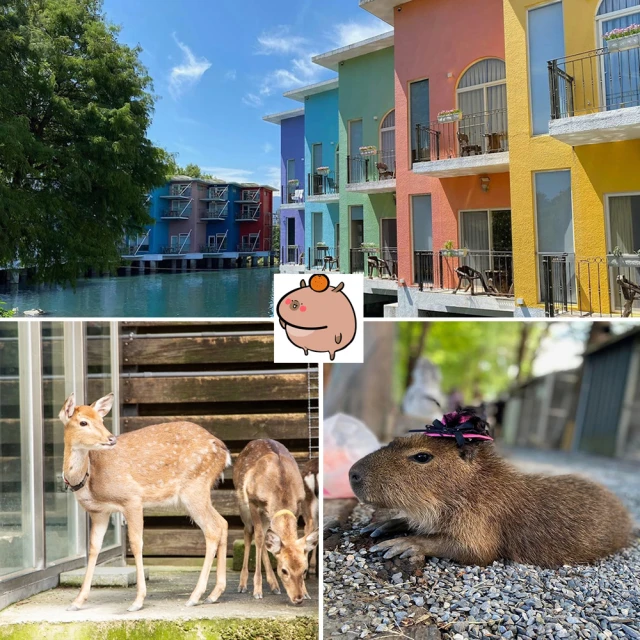 水岸森林物語 宜蘭親子農場★可愛動物園單人門票(贈一份牧草)