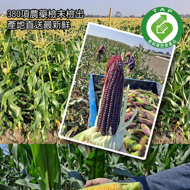 【慧軒農場】黑寶紫糯玉米｜買5斤再送5斤｜共10斤/箱(蔬菜/鮮甜/濃湯/清蒸/炭烤)