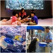 【花蓮遠雄海洋公園】夜宿水族館★適用7歲以上含早、晚餐(玩翻遊樂園、專人導覽)