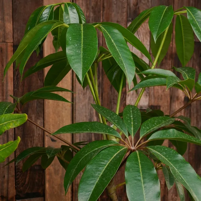 【CNFlower 西恩】鴨腳木 落地植物(送禮/植物/植物/居家擺飾)