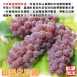 【WANG 蔬果】日本石川/島根/山梨縣珍珠香檳葡萄650gx2盒(禮盒裝/產地隨機)