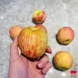 【舒果SoFresh】智利富士蘋果#56s_12顆x1箱(約4.2kg/箱)