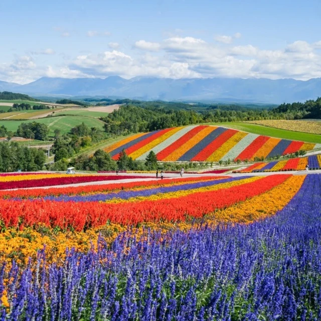 吉航旅遊 精緻假期北海道札幌雪祭小樽運河尼克斯海洋公園函館山