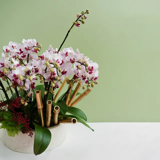 【CNFlower 西恩】粉金蘭夢 蘭花植物(送禮/植栽/祝賀/居家擺飾/裝飾)