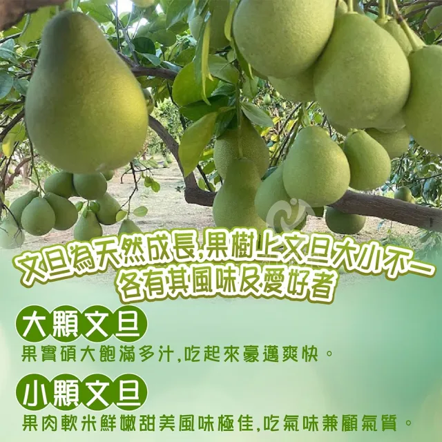 【初品果】產地直送惜福NG文旦禮盒10斤x2箱(黑皮顆粒大小不限_中秋禮盒_老饕最愛)