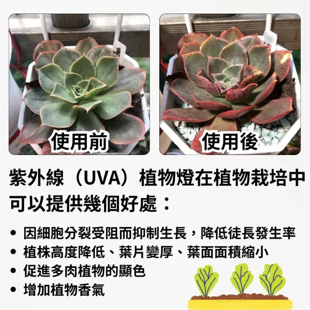 【JIUNPEY 君沛】2入組 T8 2呎12.5W紫外線UV加強型光譜植物燈管(植物生長燈)