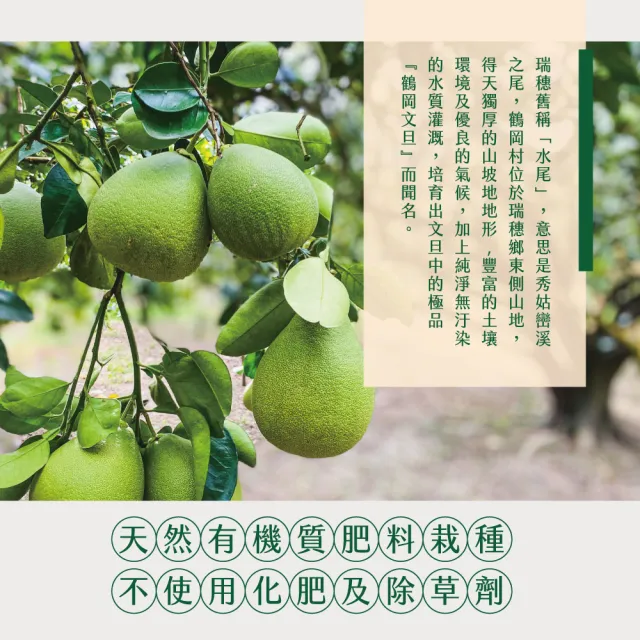 【初品果】花蓮鶴岡海伯40年老欉文旦禮盒10斤7-9顆x1箱(大果_中秋禮盒_好友揪團_企業送禮)