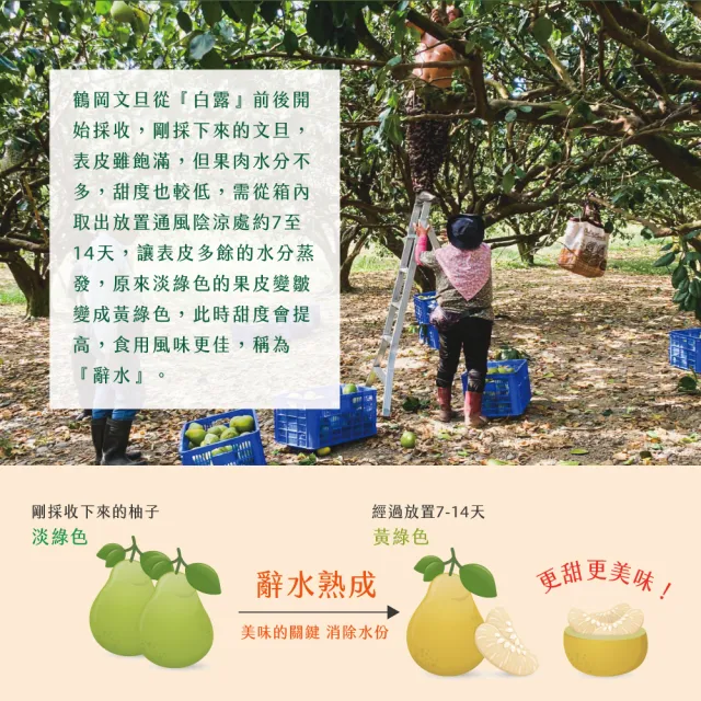 【初品果】花蓮鶴岡海伯40年老欉文旦禮盒10斤7-9顆x1箱(大果_中秋禮盒_好友揪團_企業送禮)