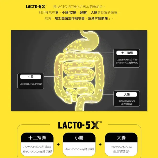 【韓國鍾根堂】LACTO-FIT GOLD升級版 益生菌 大童及成人款-6入組(共300包)