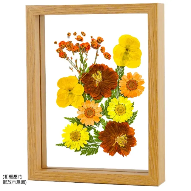 【A-ONE 匯旺】壓花材料 乾燥花材料 壓花 押花 手工壓花 植物 壓花DIY 乾花書籤