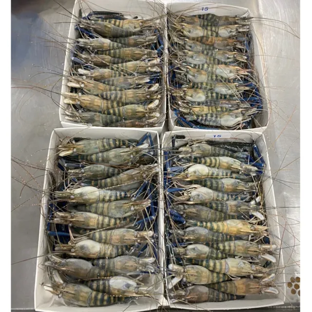 【好神】鮮凍泰國蝦8斤組(600g/16-17尾/盒/中秋烤肉/火鍋/燒烤)
