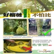 【Gold Thon】馬來西亞金包純果肉盒裝400克*8盒 禮盒(真空貼體盒裝  清真認證)