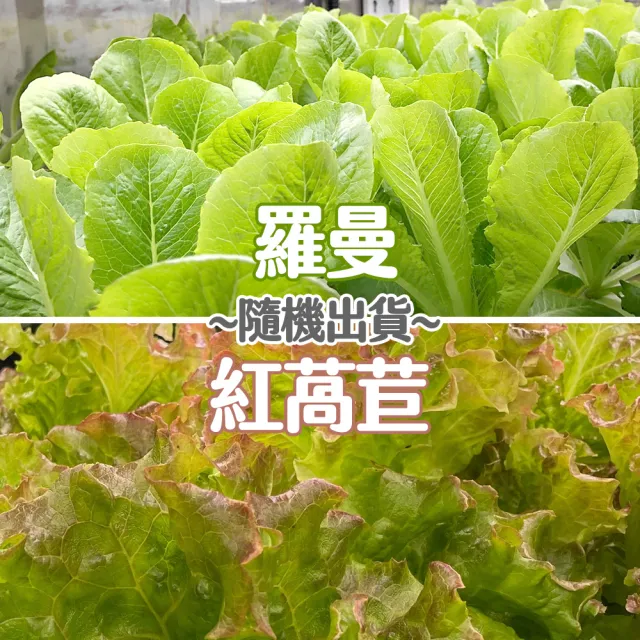 【合家歡 水耕蔬菜】綜合生菜100g x 4盒裝(宅配 水耕 萵苣 生菜)