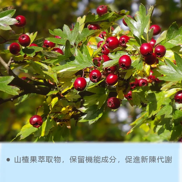 【長庚生技】新活力-CoQ10&紅景天膠囊60粒/瓶(Q10/山楂果/紅景天/硒/維生素B/維生素E/葉酸)