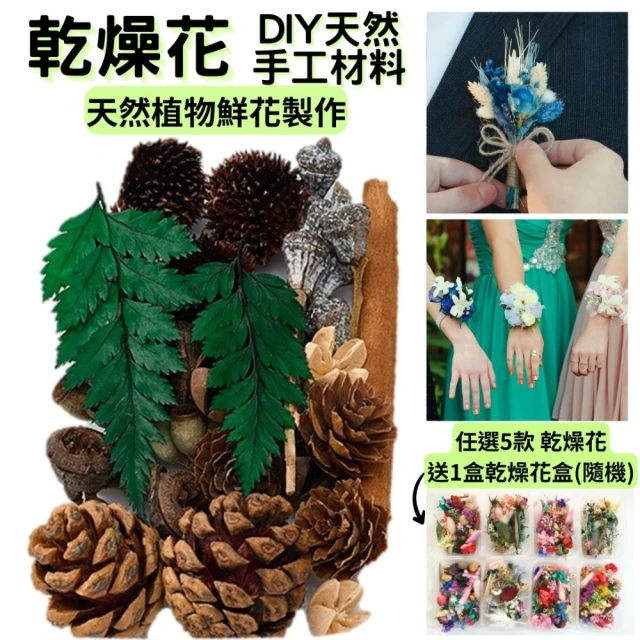 A-ONE 匯旺 植物果實 松果 拍照道具 花材 花藝材料包 浮游花 永生花 浮油花 乾花 乾燥花材(B12)