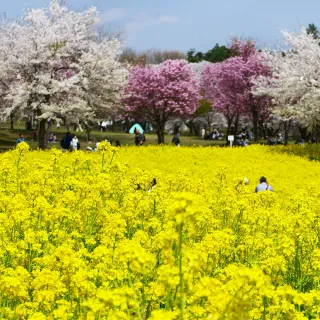 【喜鴻假期】【高雄出發．樂櫻紛飛關東５日】權現堂油菜花、赤城南面櫻花祭、迪士尼、輕井澤、溫泉