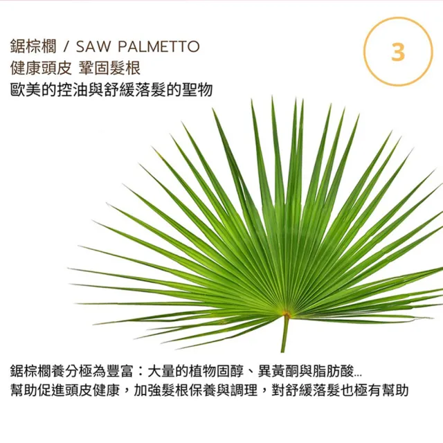 【Moonlight】進化版茶樹控油淨化洗髮精 400mL x3(告別油膩 去味淨化)