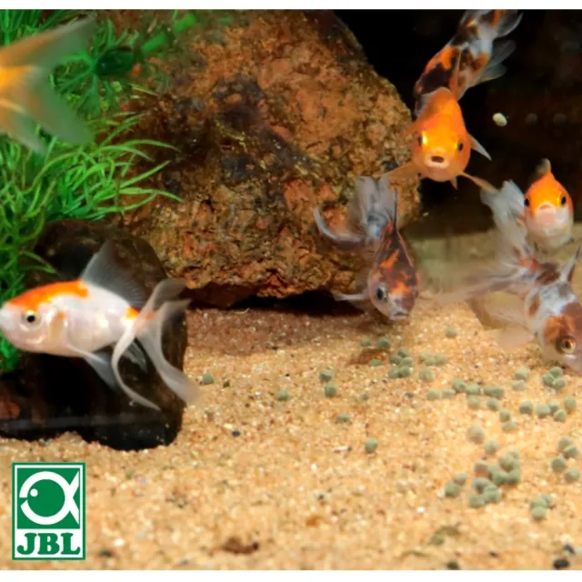 【JBL 臻寶】金魚飼料 1L 金牌玫瑰紅高營養飼料 1000ml含大量螺旋藻成份增艷成長(觀賞魚/血鸚鵡等也適用)