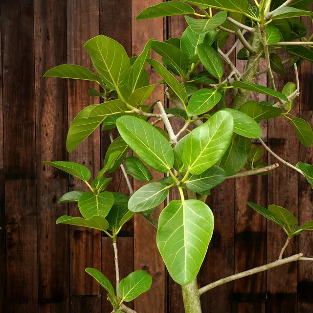 【CNFlower 西恩】富貴榕 落地植物(送禮/植物/植物/居家擺飾)