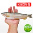 【優鮮配】宜蘭特選巨無霸XXL爆卵母香魚1盒(5尾/920g/盒)