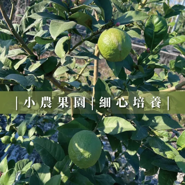 有籽檸檬 5斤箱裝(產地直銷 現採新鮮出貨)