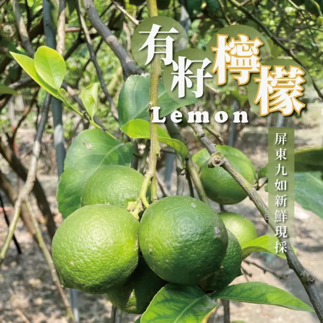 有籽檸檬 5斤箱裝(產地直銷 現採新鮮出貨)