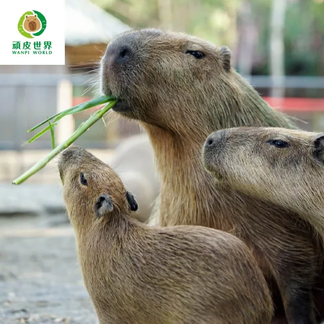 【台南頑皮世界】動物園單人敬老票★65歲以上假日不加價(歐享券-玩樂生活休息)