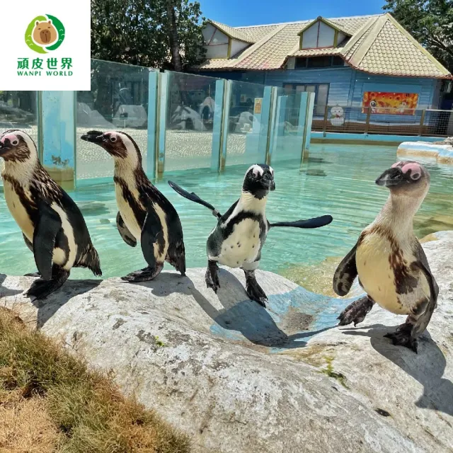 【台南頑皮世界】動物園單人全票券★12歲以上假日不加價(歐享券-玩樂生活休息)