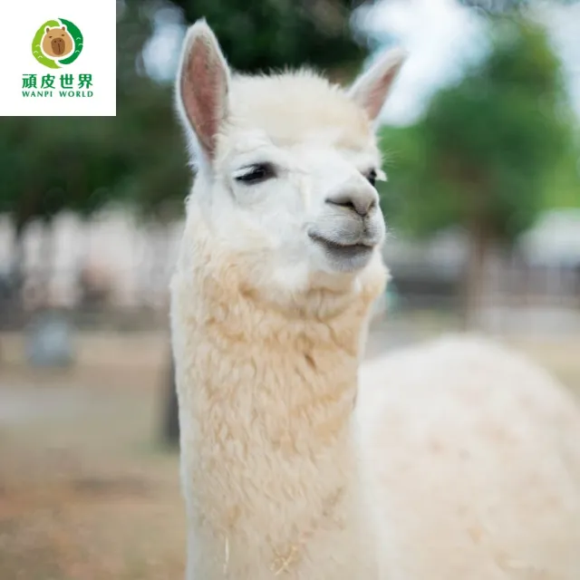 【台南頑皮世界】動物園單人學童票6歲-12歲★假日不加價(歐享券-玩樂生活休息)