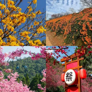 【吉航旅遊】九族花之祭典日月潭纜車炮仗花瀑布阿勃勒金色花海五星金典二日