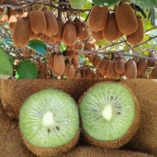 【愛蜜果】台灣梨山綠色奇異果X5盒(7-8顆/約600克/盒_禮盒)