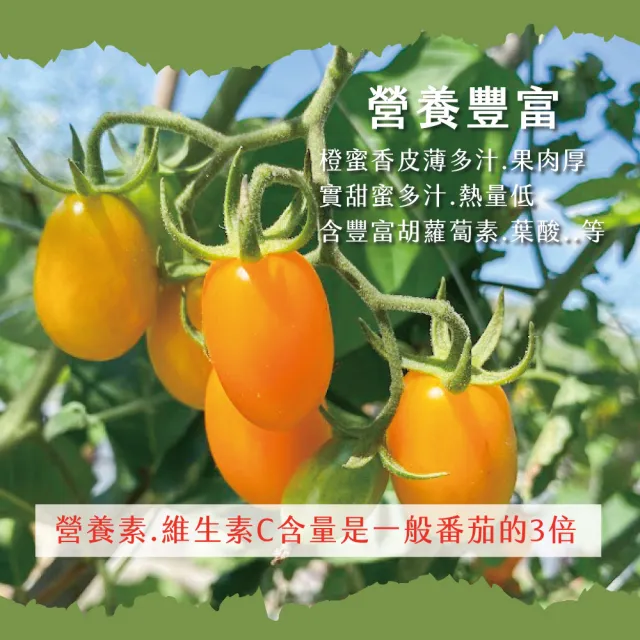 【初品果】美濃達哥橙蜜香小番茄禮盒4斤x2盒(季節限定_產銷履歷_年節禮盒)