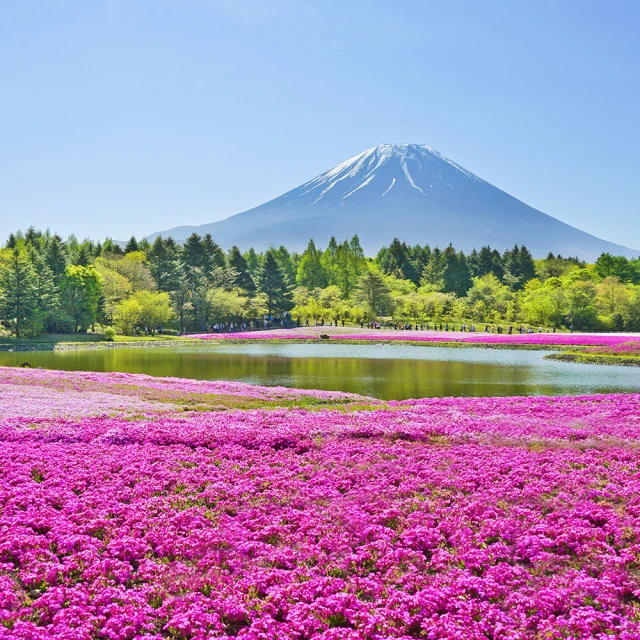 北陸立山黑部雪壁 初夏繡球花季.牧歌高原花卉.風早之里.合掌