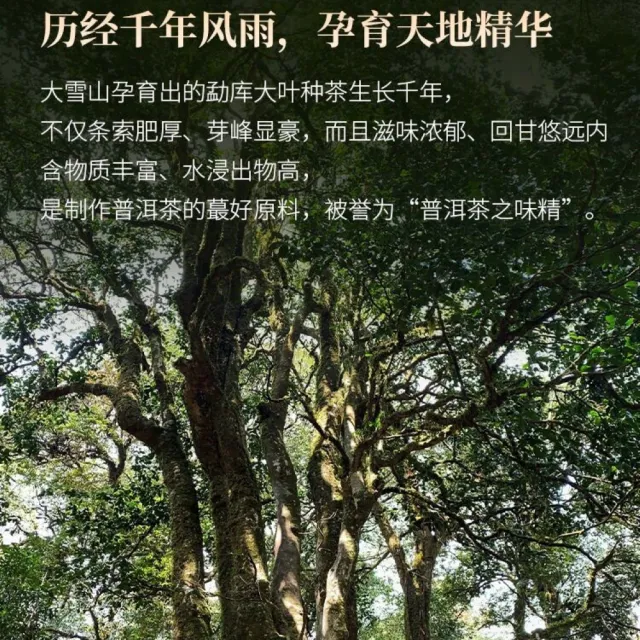 【盛嘉源】大雪山 2023年(普洱茶 生茶357g)