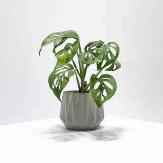 【原植】洞洞蔓綠絨(送禮 室內 植物 植栽)