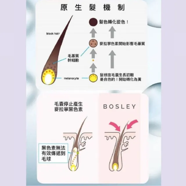 即期品【Bosley】黑髮青春還原潤護乳400ml 雙入組(受損黑髮潤護)