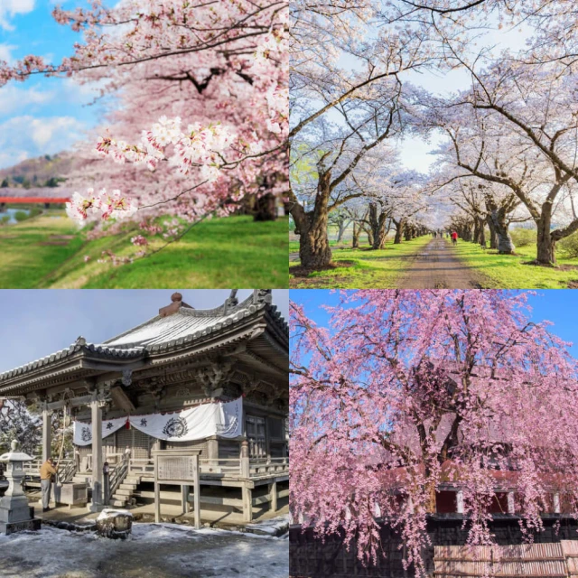 吉航旅遊 精緻假期~高松賞櫻四國秘境+道後溫泉+山陽螃蟹海鮮