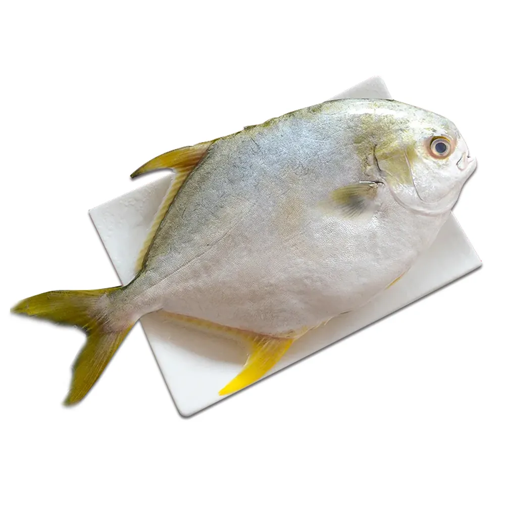 【好神】台灣黃金鯧魚(600g~700g/尾)