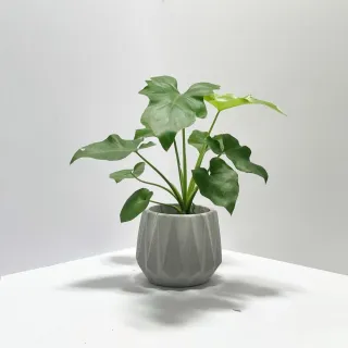 【原植】小天使蔓綠絨(送禮 室內 植物 植栽)