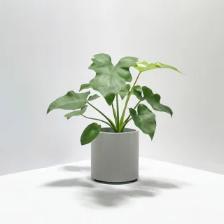 【原植】小天使蔓綠絨(送禮 室內 植物 植栽)